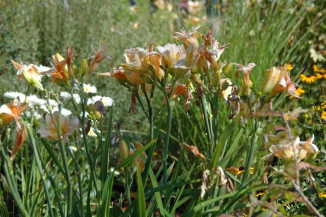 More flowers