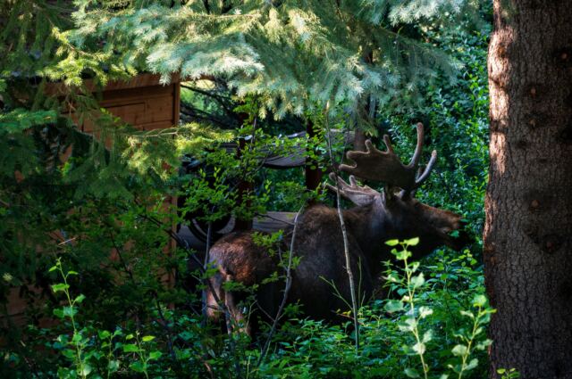 Neighborhood Moose