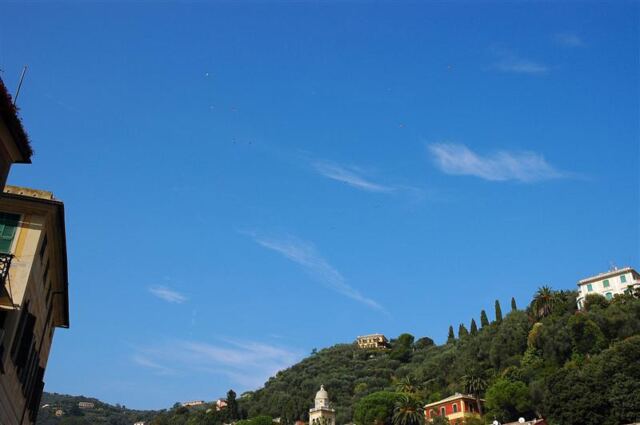 Seagulls above Portofino