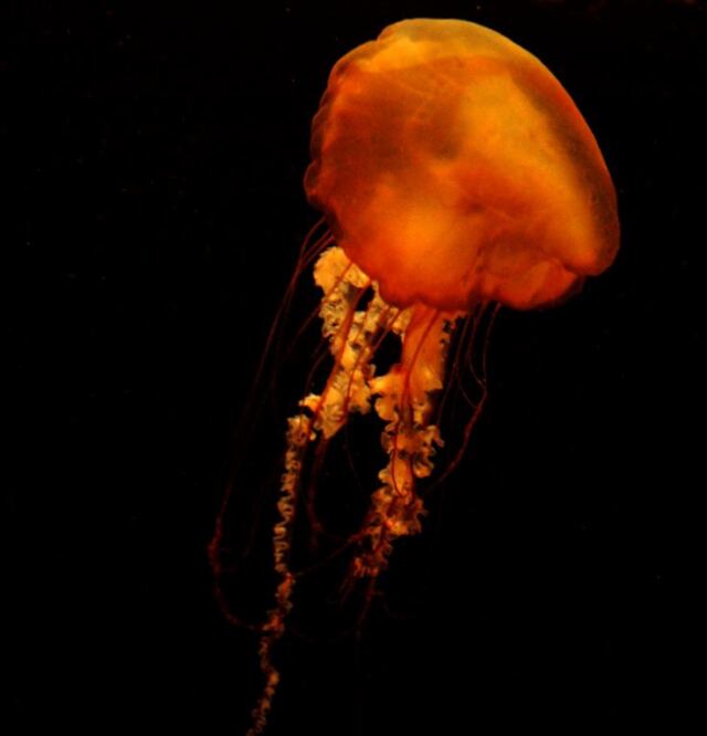 Jellyfish (8)