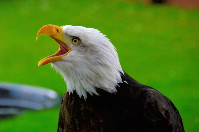 warwick-castle-bald-eagle-3