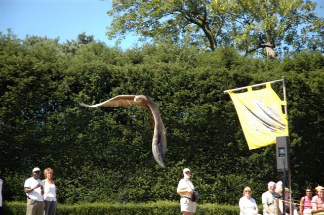 Warwick bird show - eagle