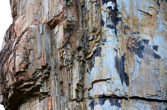 Petrified tree (3)