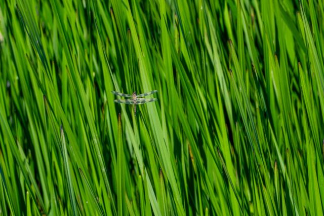 Dragonfly