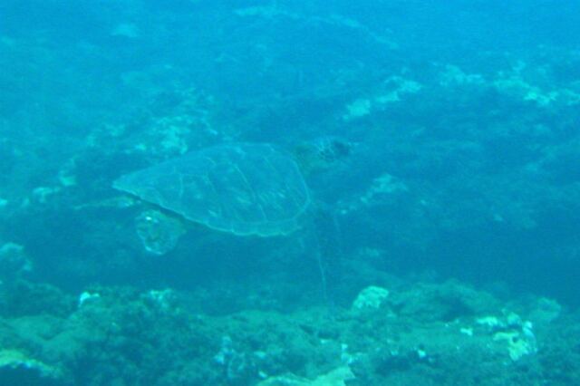 Napali diving -  sea turtle (1)