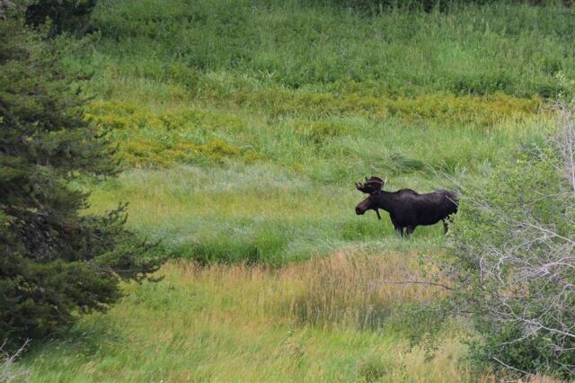Moose (21)