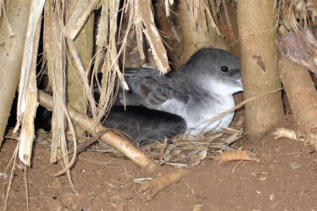 Nesting Nene