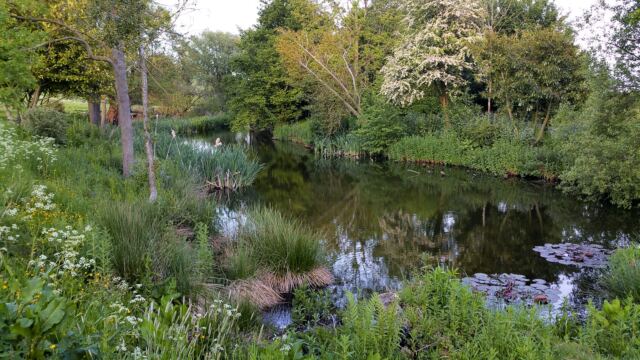 Charingworth Pond 1