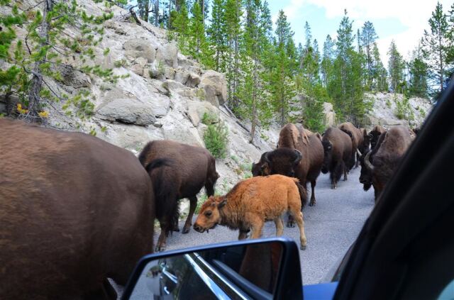 Bison Encounter (1)