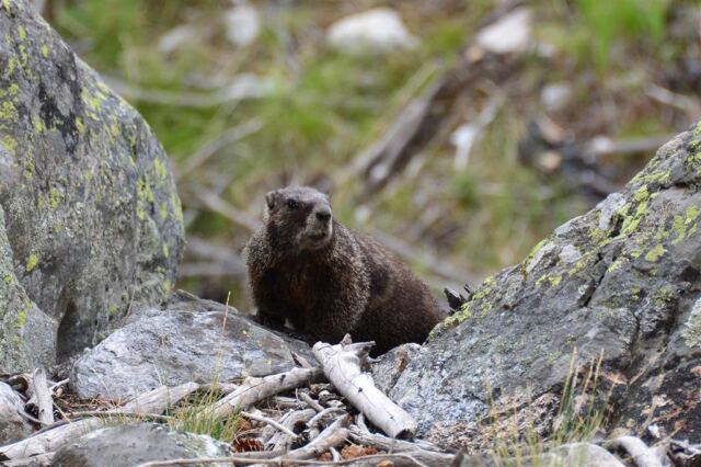 String Lake marmot (2)