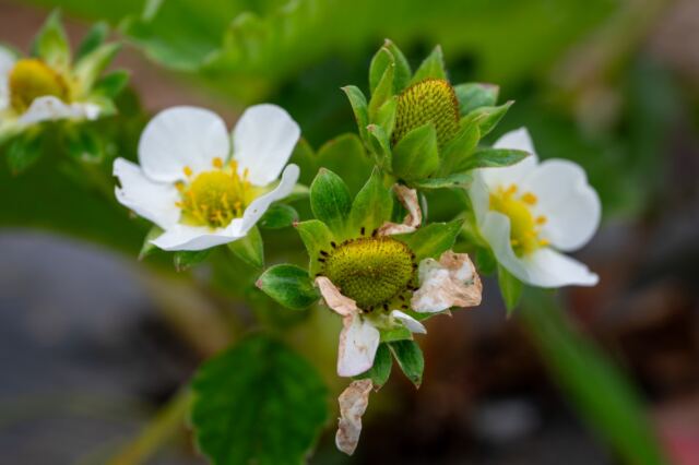 Great Country Farms - Wildflowers 2