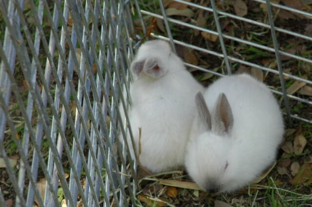 Petting zoo 1