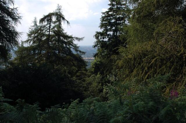 Ferns and forest
