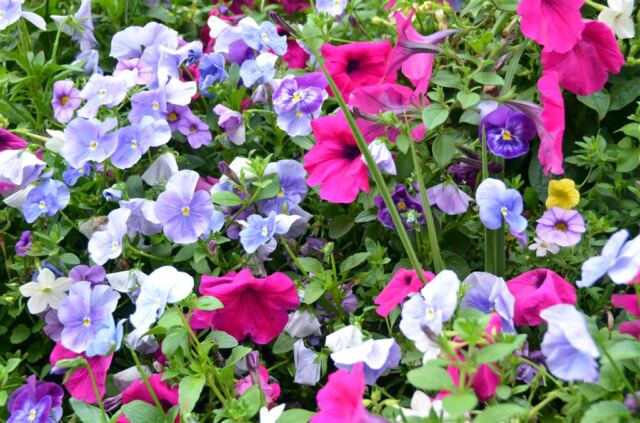 Lionshead flowers (2)