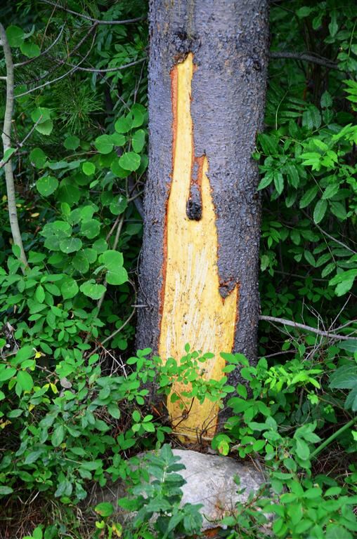 Stripped bark