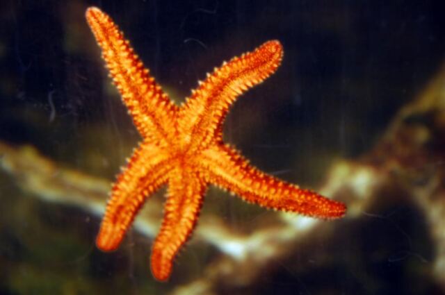 Starfish
