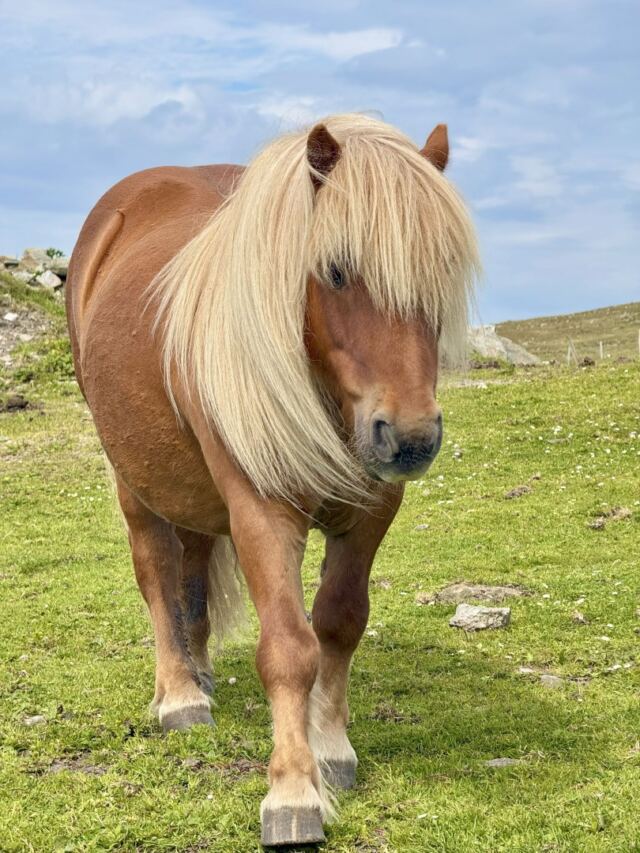 The Shetland Pony Experience 10