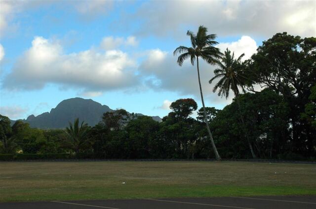 Palms and hills