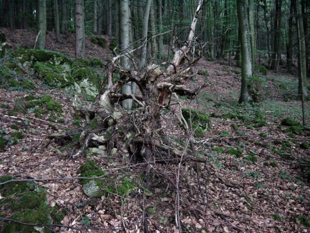 tree-stump-2