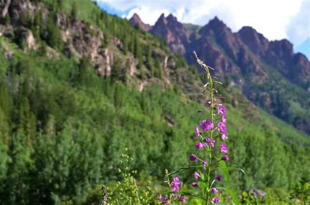 Wildflower focus