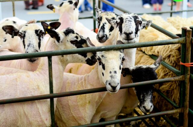 Shipston Wool Fair - sheep (7)