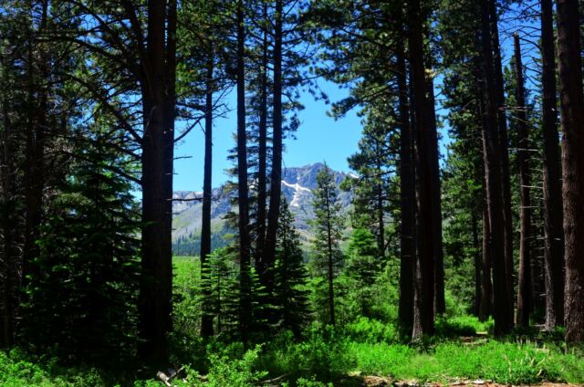 Mt Tallac through the trees