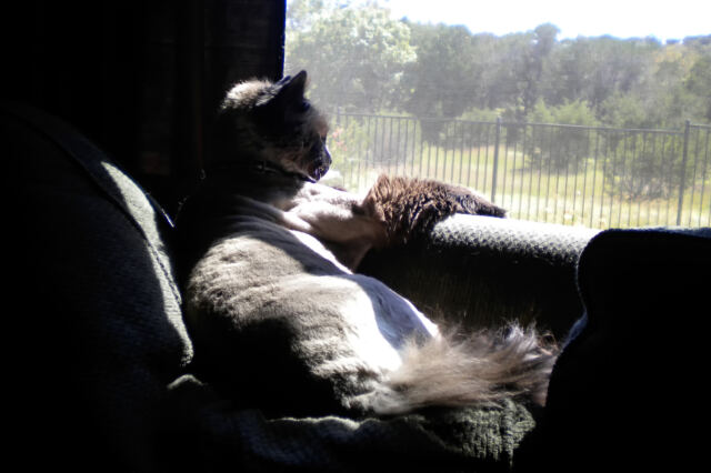 furboots