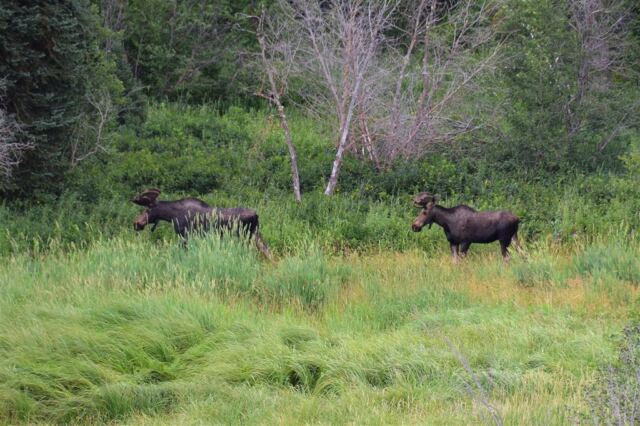 Moose (16)