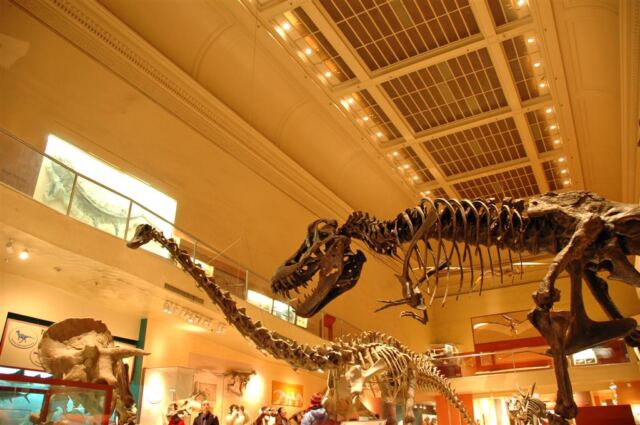 Dinosaur Hall (1)