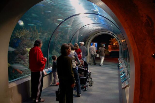 Walkway through a viewing tank