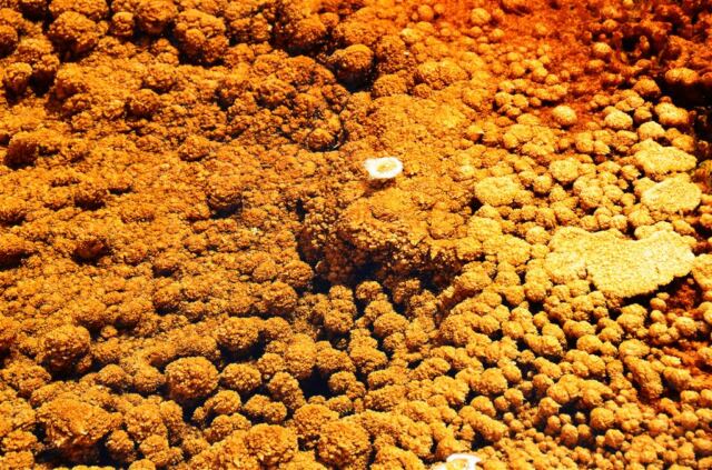 Sulfur nodules under boiling hot water