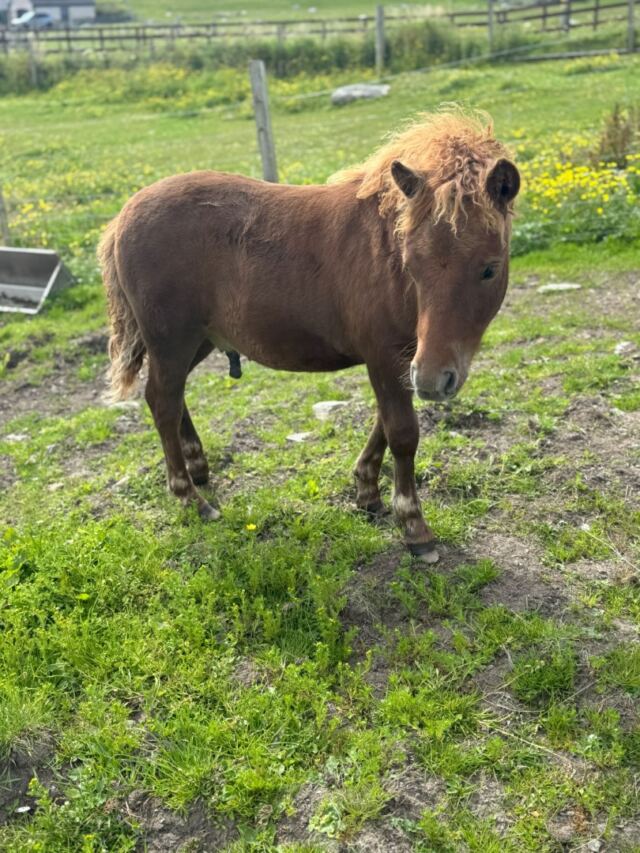 The Shetland Pony Experience 03