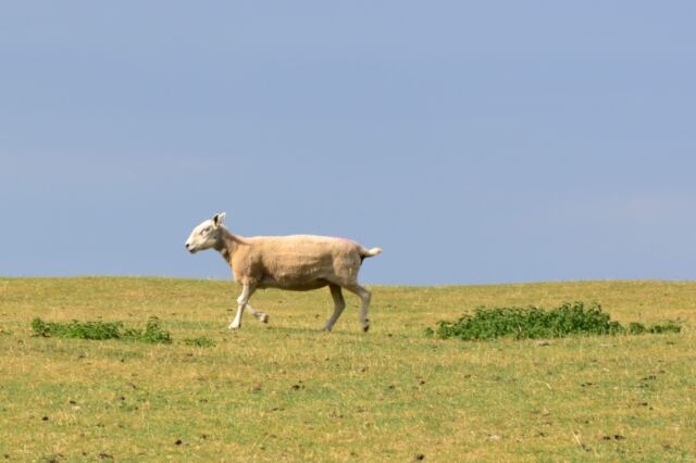 Dover's Hill sheep buddies (04)
