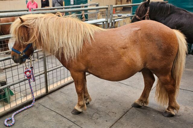 The Shetland Pony Experience 51