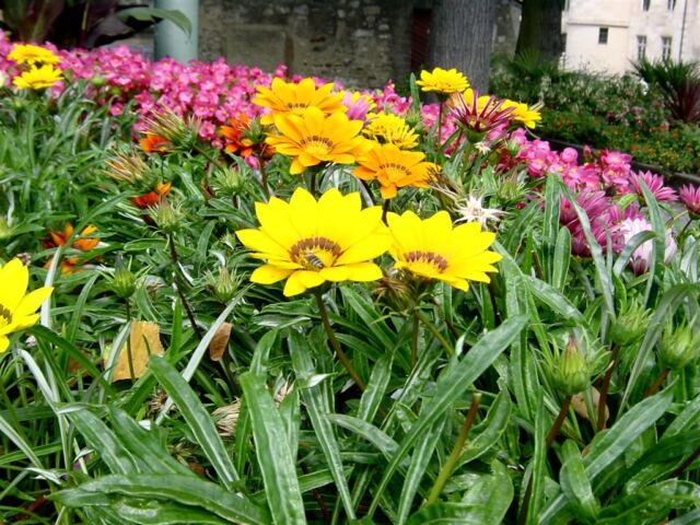 flowers-look-for-bee-