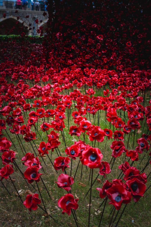 Tower of London poppies 04