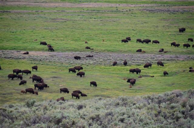 Lamar Valley bison (15)