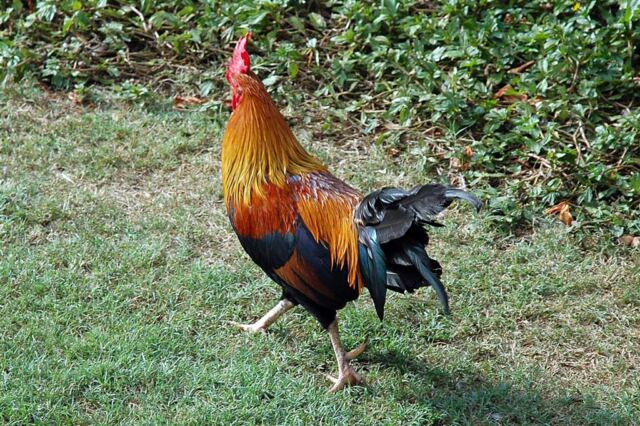 Strutting rooster