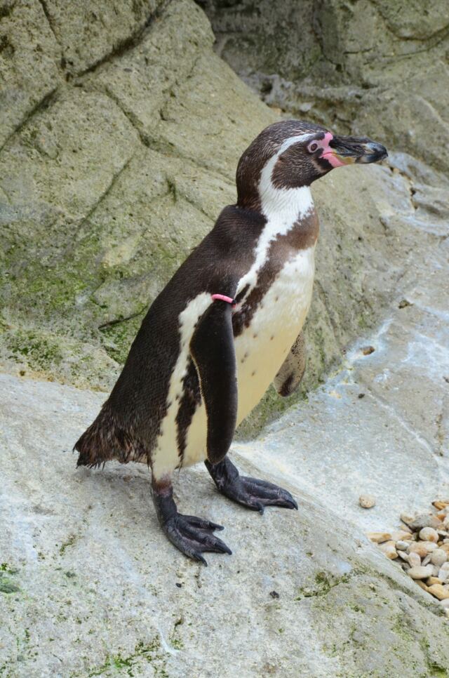 Cotswold Wildlife Park - penguins (2)
