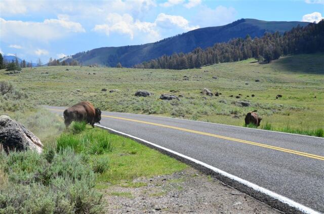 Lamar Valley bison (5)