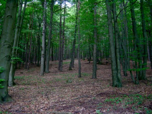 open-forest