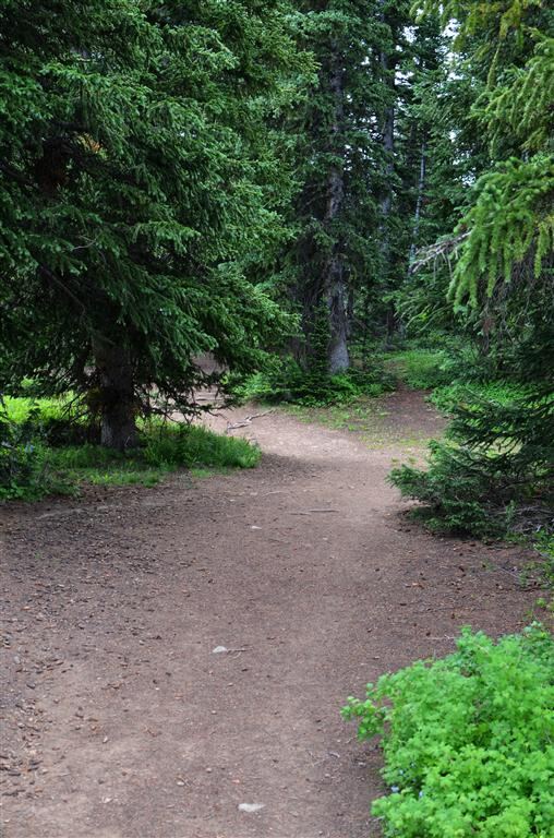 Pathway through the trees