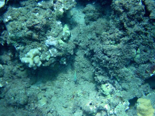 Napali diving - coral on rocks