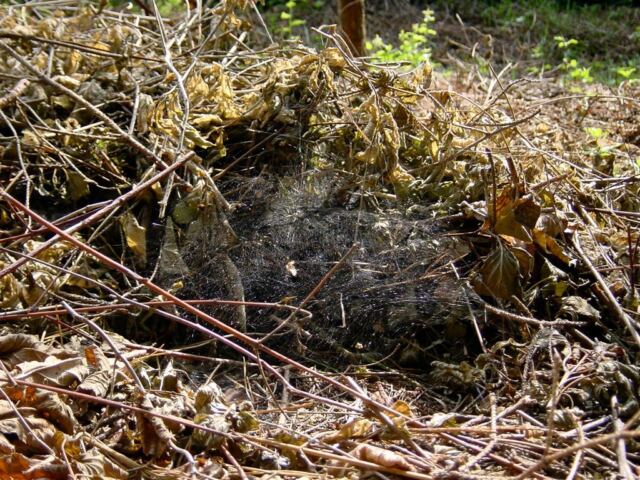 spider-web