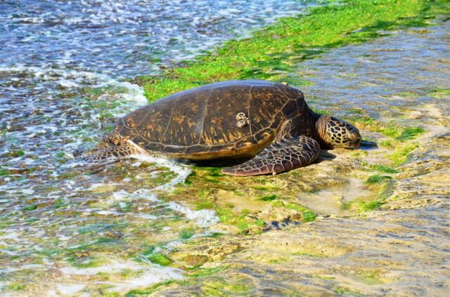 sea-turtles-on-oahu-s-north-shore-4-