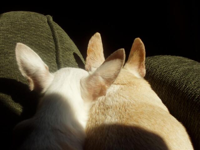 sunlit-bambi-and-nina