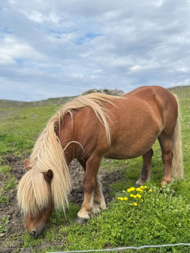 The Shetland Pony Experience 14