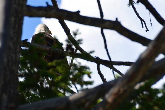 Bald Eagle in the tree