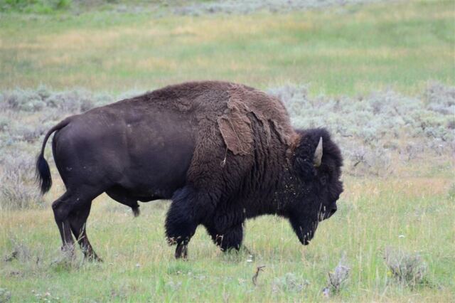 Lamar Valley bison (12)