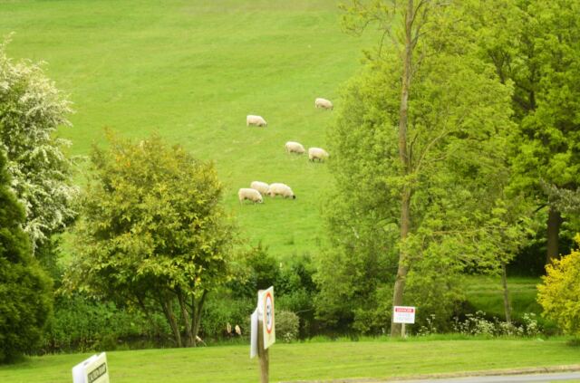 Sheep at the bottom of the hill